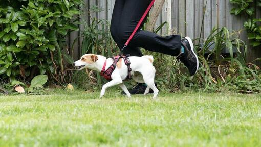 Leash to run with your dog hotsell